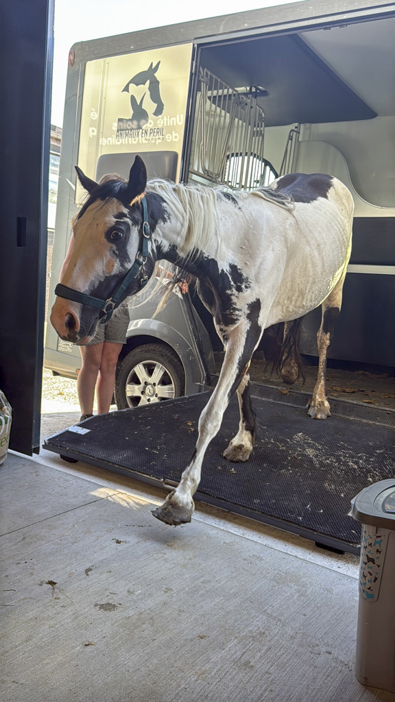 Sambreville : nouvelle saisie d’animaux négligés, 14 mois après une première intervention 
