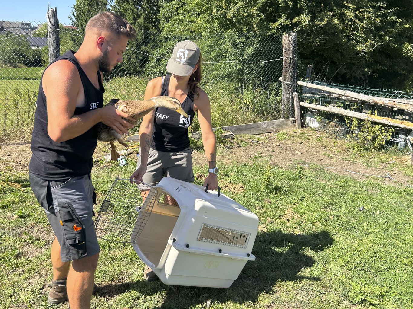 Sambreville : nouvelle saisie d’animaux négligés, 14 mois après une première intervention 