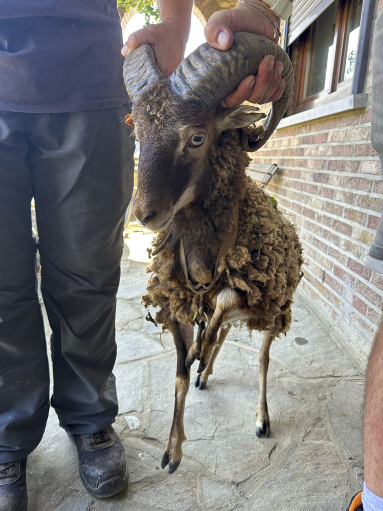 Sambreville : nouvelle saisie d’animaux négligés, 14 mois après une première intervention 