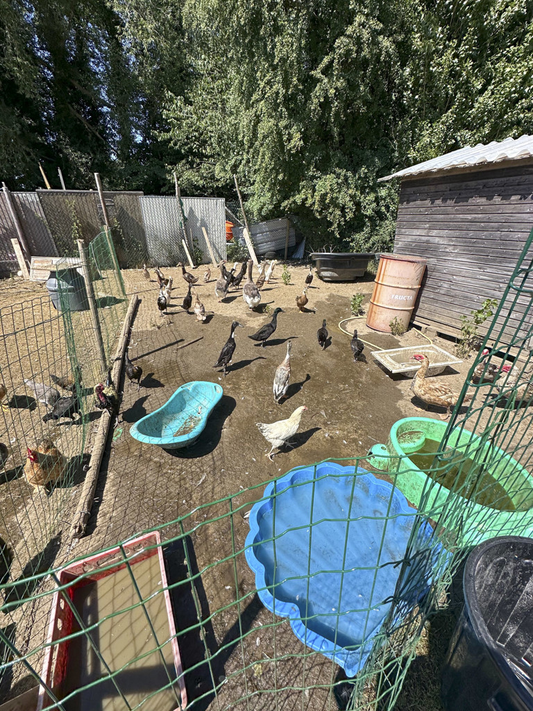 Sambreville : nouvelle saisie d’animaux négligés, 14 mois après une première intervention 