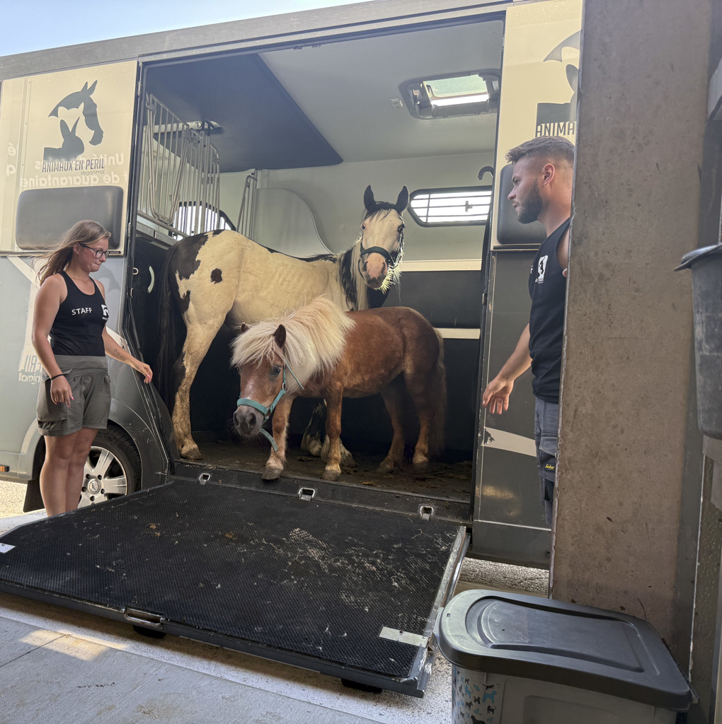 Sambreville : nouvelle saisie d’animaux négligés, 14 mois après une première intervention 