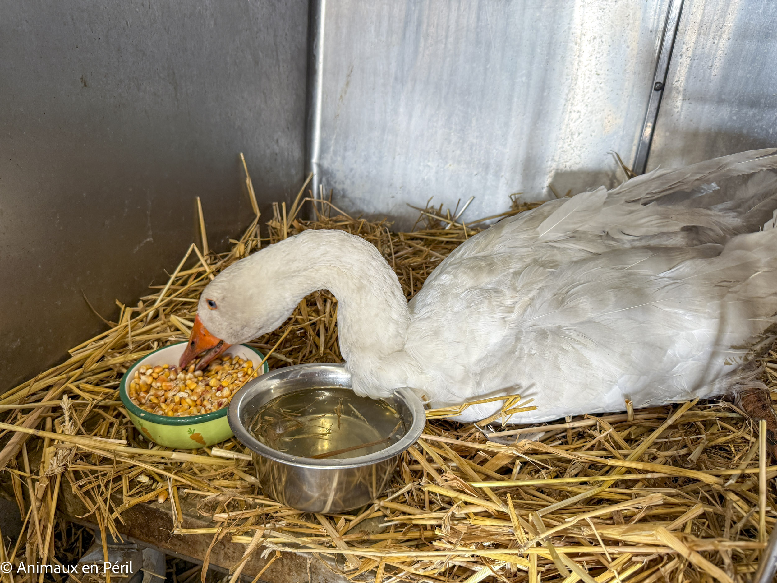 Boussu : 37 animaux enfin libérés de leurs souffrances
