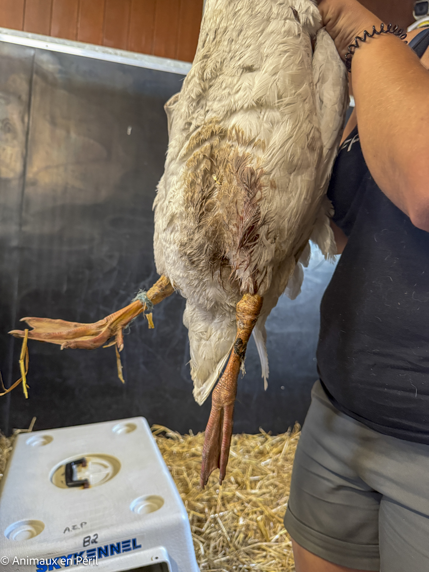 Boussu : 37 animaux enfin libérés de leurs souffrances
