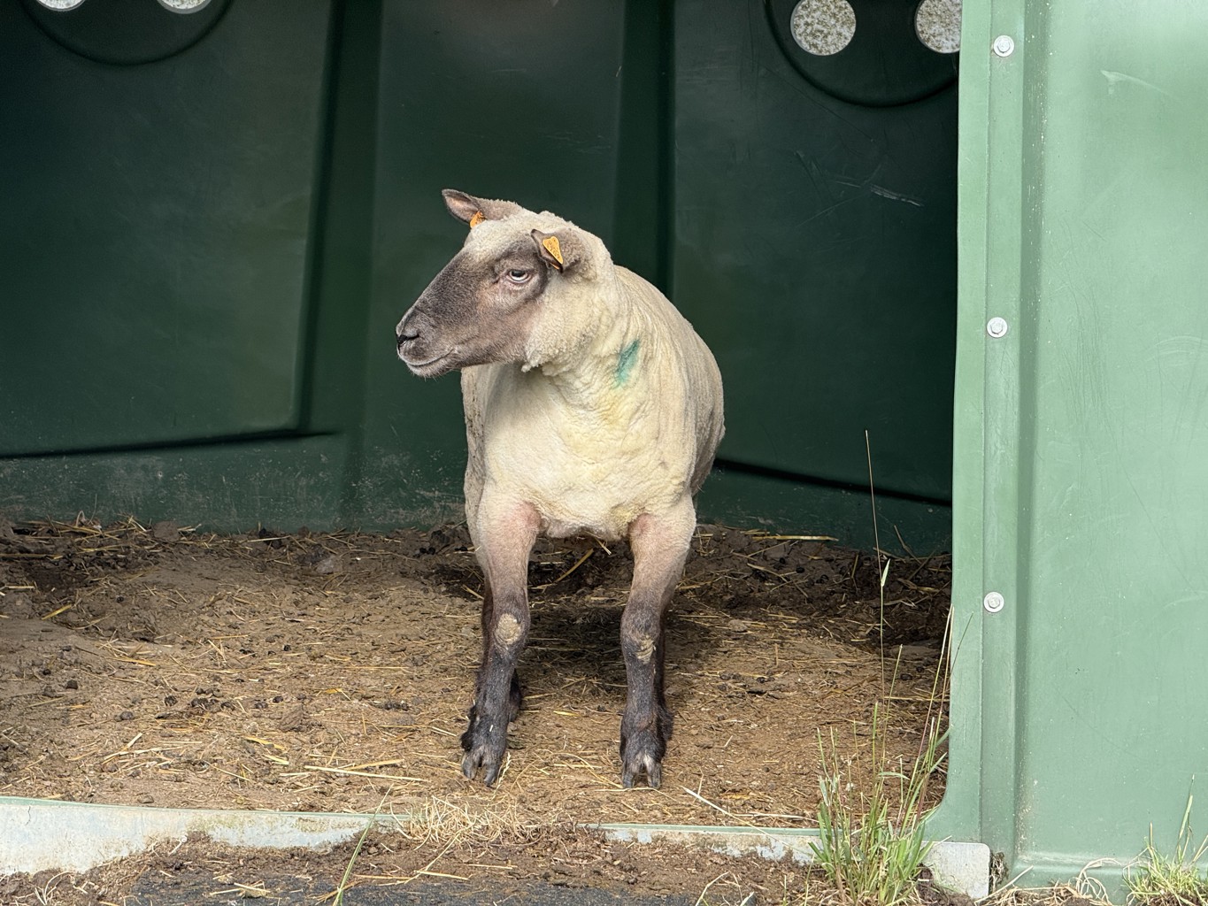 Saisie à Doische : moutons privés d’eau et non tondus depuis plusieurs années