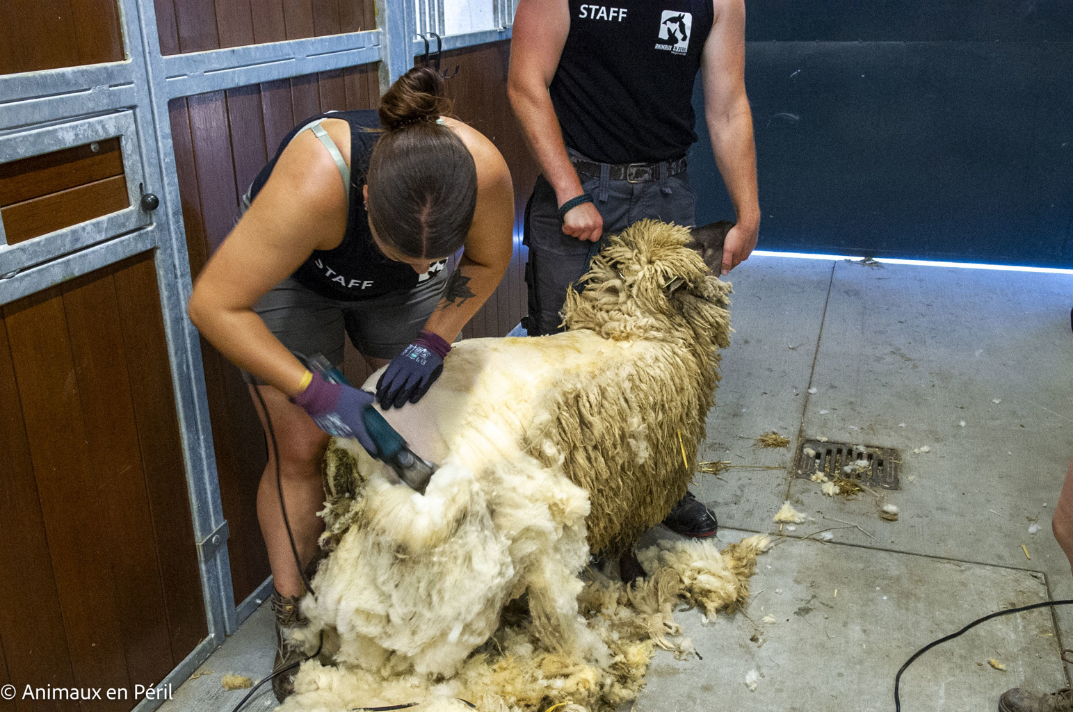 Saisie à Doische : moutons privés d’eau et non tondus depuis plusieurs années