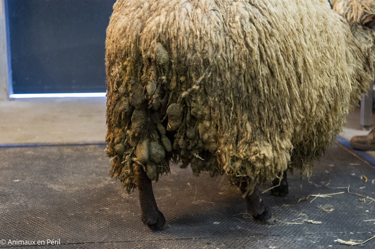 Saisie à Doische : moutons privés d’eau et non tondus depuis plusieurs années