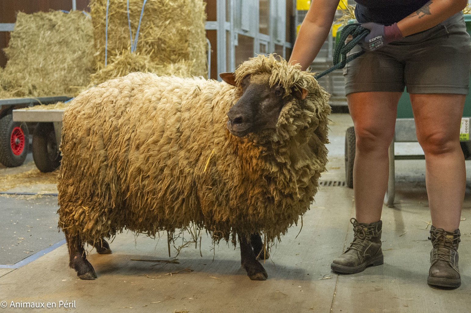 Saisie à Doische : moutons privés d’eau et non tondus depuis plusieurs années