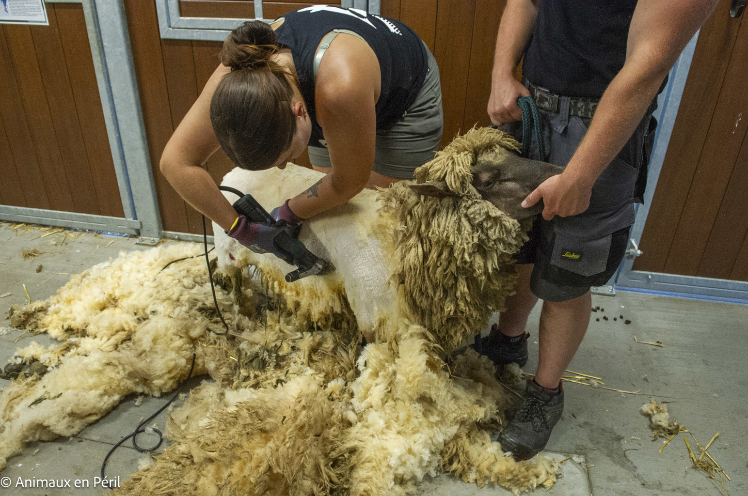Saisie à Doische : moutons privés d’eau et non tondus depuis plusieurs années