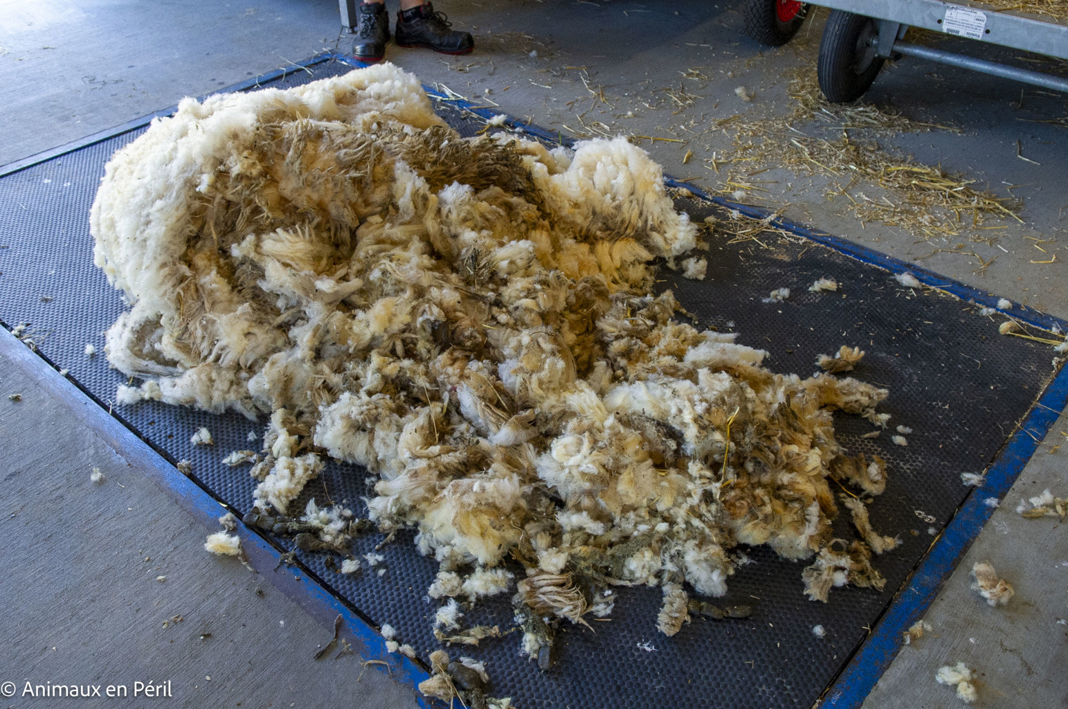 Saisie à Doische : moutons privés d’eau et non tondus depuis plusieurs années