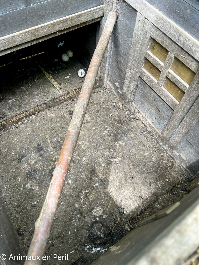 Des moutons, chèvres et animaux de basse-cour maltraités saisis à Ciney 