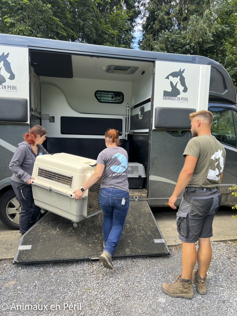 Des moutons, chèvres et animaux de basse-cour maltraités saisis à Ciney 