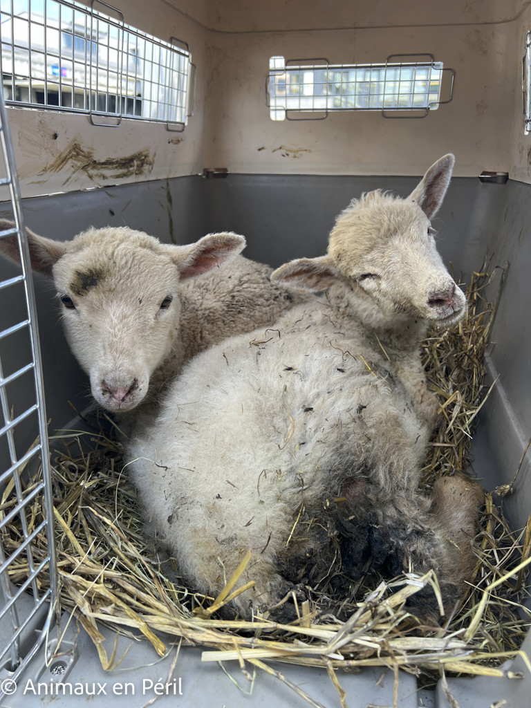 Des moutons, chèvres et animaux de basse-cour maltraités saisis à Ciney 