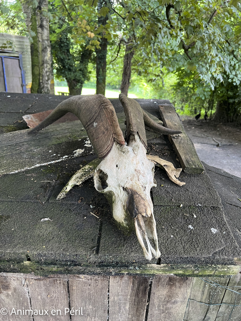 Des moutons, chèvres et animaux de basse-cour maltraités saisis à Ciney 