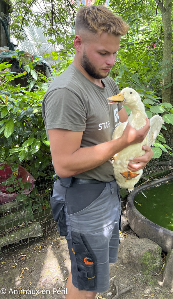 Des moutons, chèvres et animaux de basse-cour maltraités saisis à Ciney 