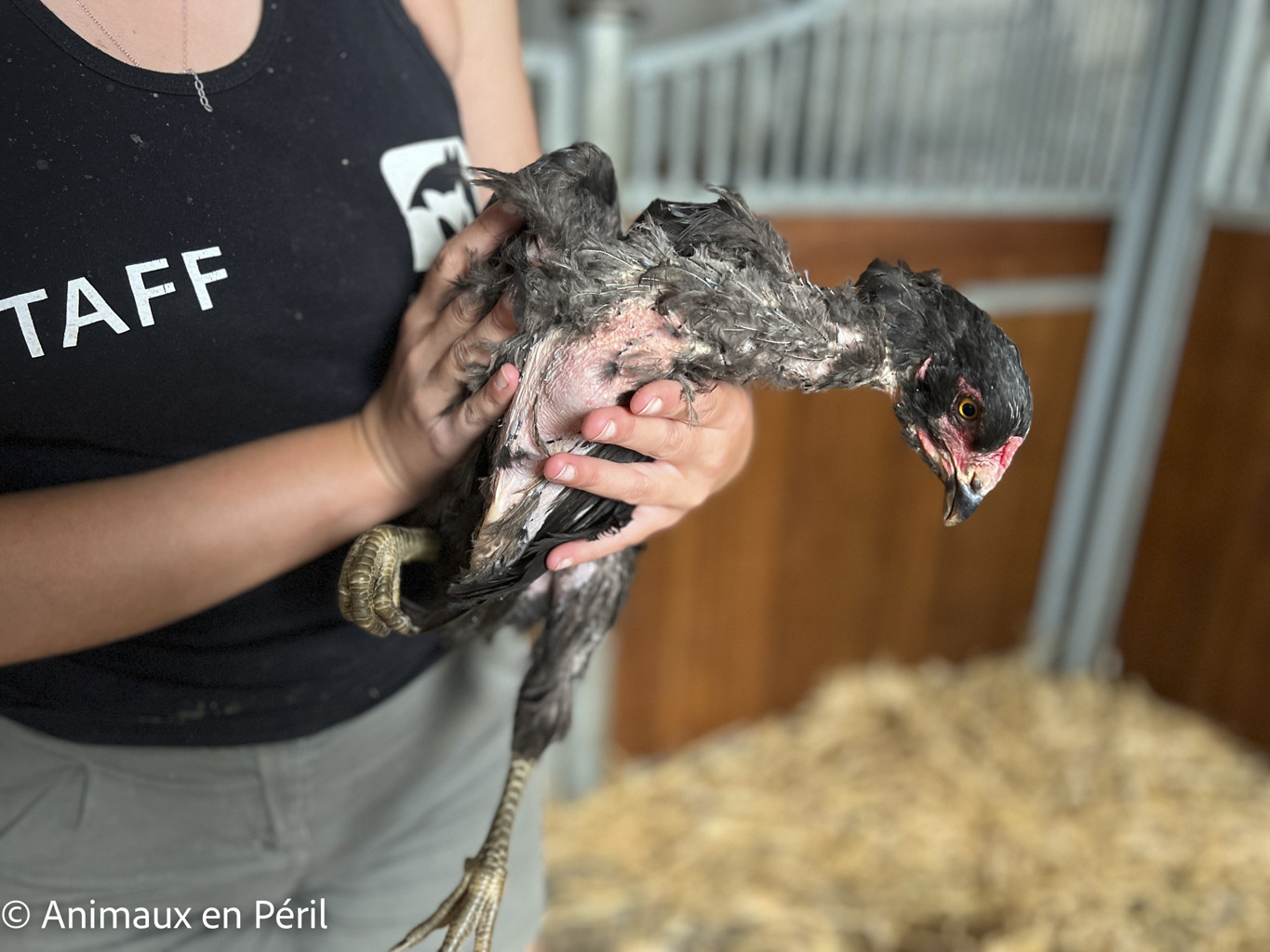 Des moutons, chèvres et animaux de basse-cour maltraités saisis à Ciney 