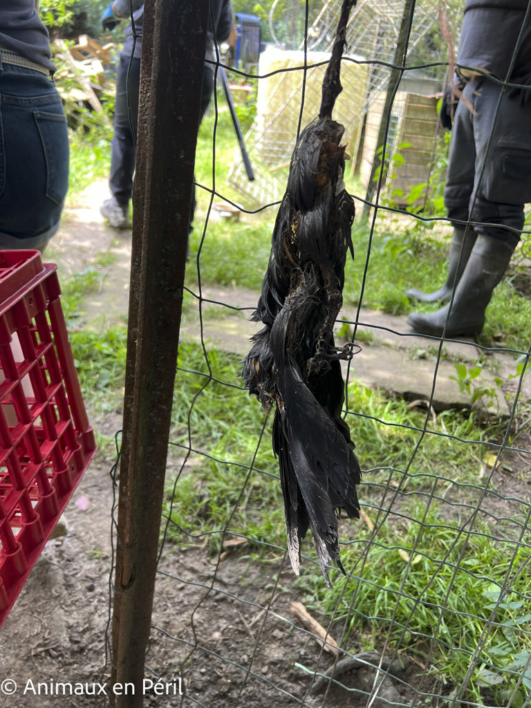 Des moutons, chèvres et animaux de basse-cour maltraités saisis à Ciney 