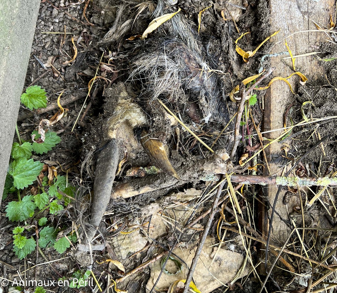 Des moutons, chèvres et animaux de basse-cour maltraités saisis à Ciney 
