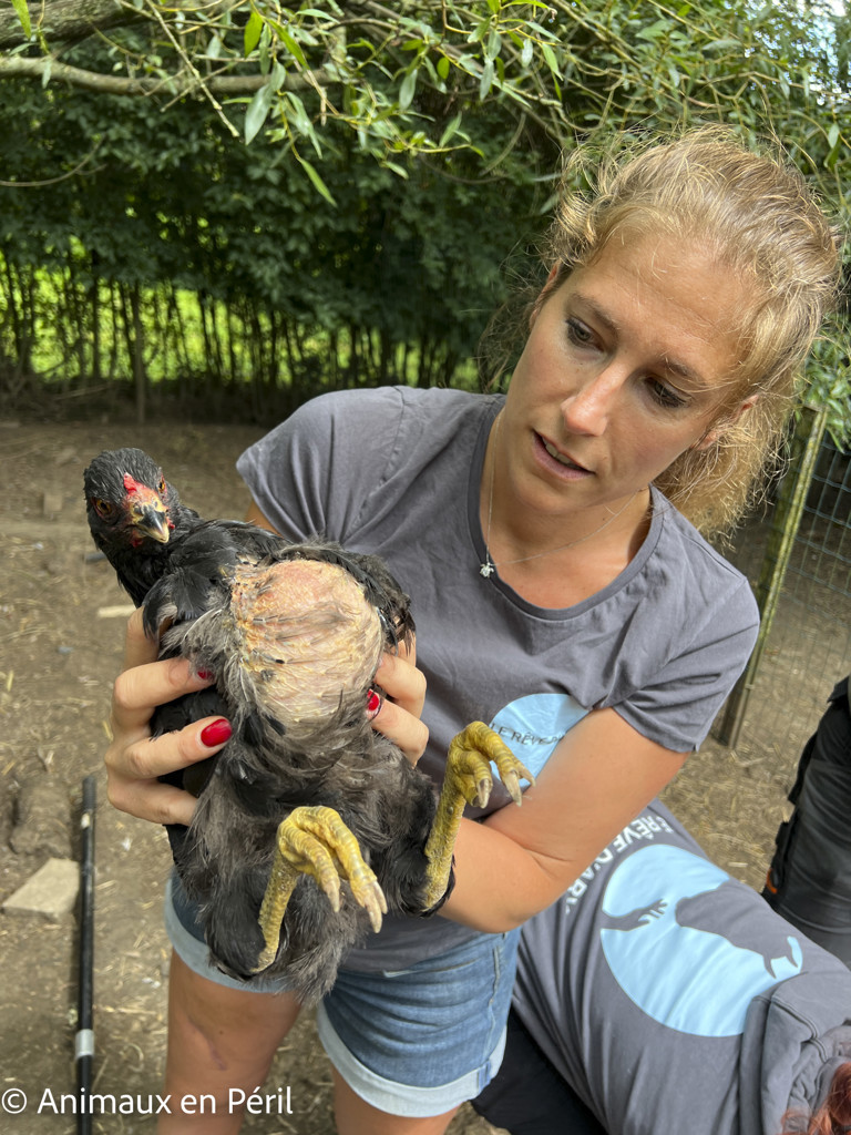 Des moutons, chèvres et animaux de basse-cour maltraités saisis à Ciney 