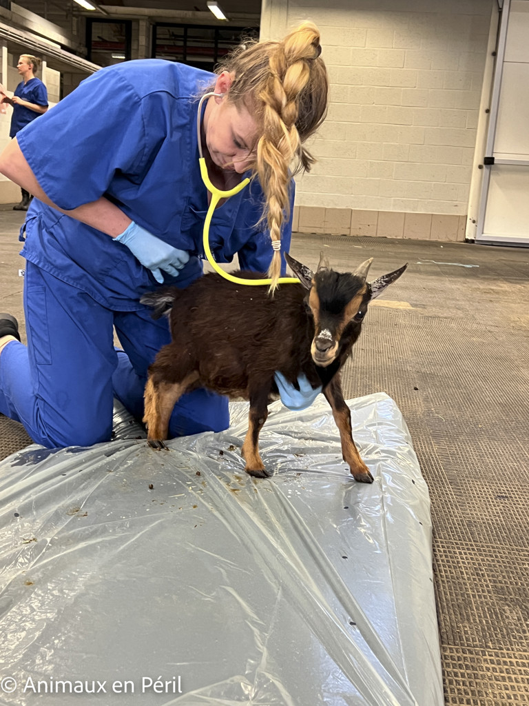 Des moutons, chèvres et animaux de basse-cour maltraités saisis à Ciney 