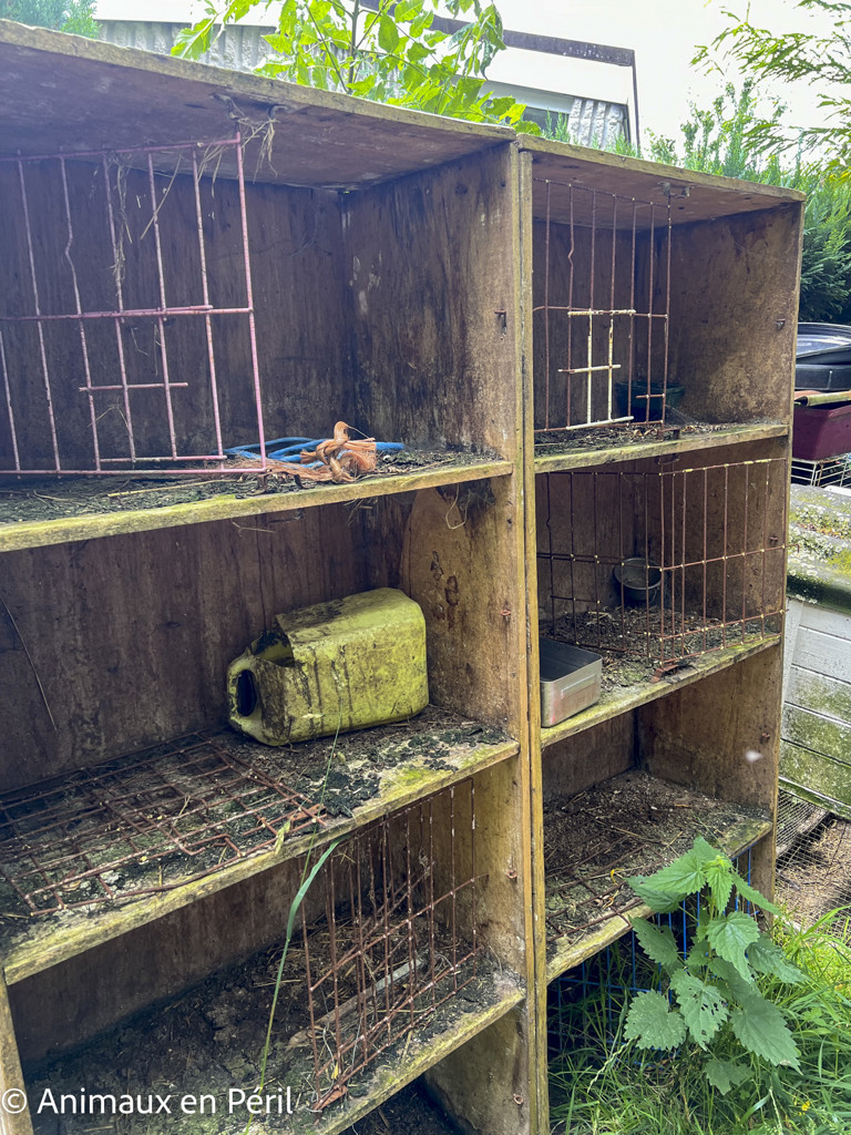 Des moutons, chèvres et animaux de basse-cour maltraités saisis à Ciney 