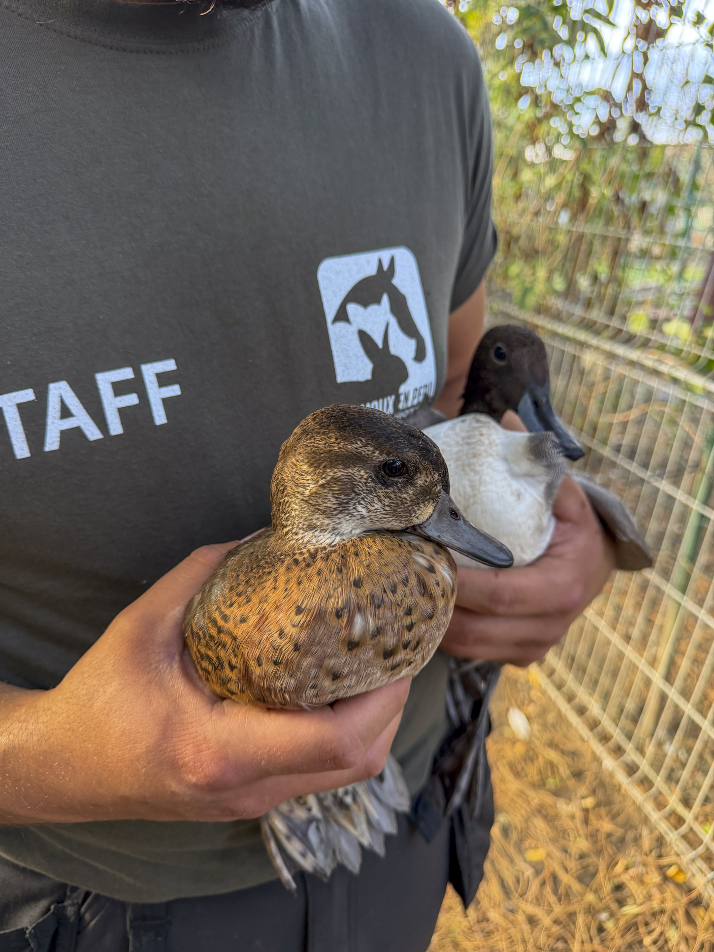 Chièvres : près de 300 animaux saisis dans des conditions de surpopulation extrême