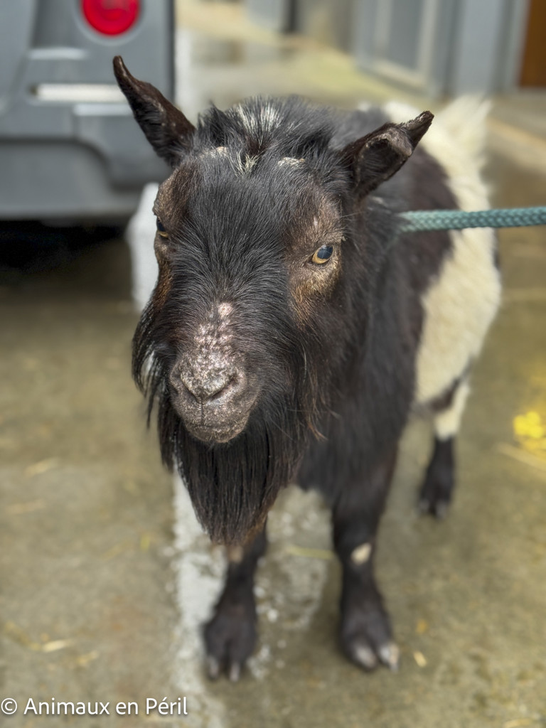 2 chèvres errantes sauvées à Cuesmes !