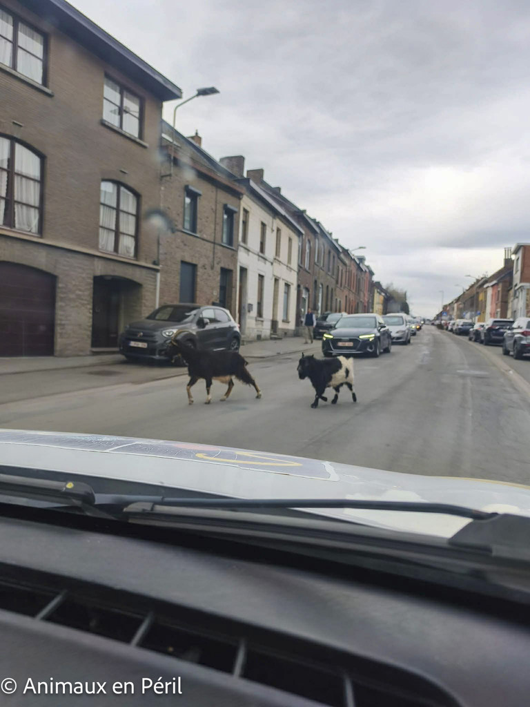 2 chèvres errantes sauvées à Cuesmes !