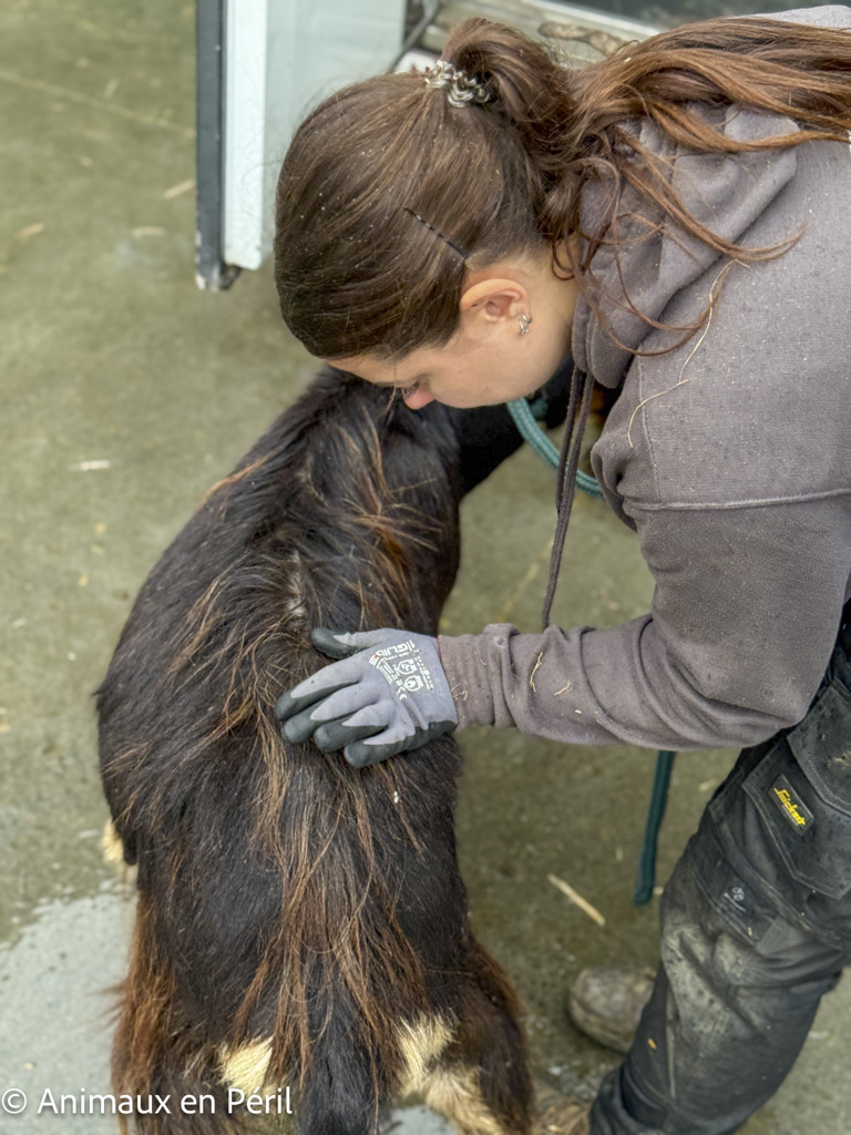 2 chèvres errantes sauvées à Cuesmes !