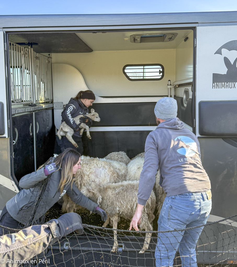 Beauraing : 15 moutons sauvés de la maltraitance extrême grâce à l’intervention de quatre refuges