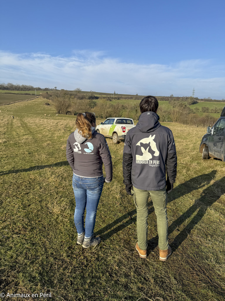 Beauraing : 15 moutons sauvés de la maltraitance extrême grâce à l’intervention de quatre refuges
