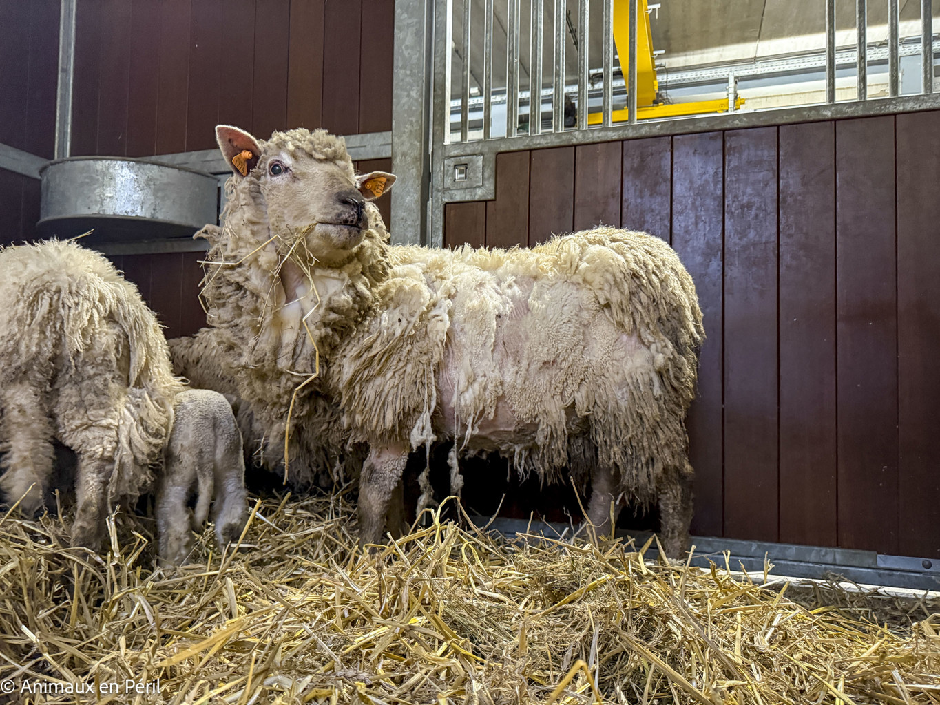 Beauraing : 15 moutons sauvés de la maltraitance extrême grâce à l’intervention de quatre refuges
