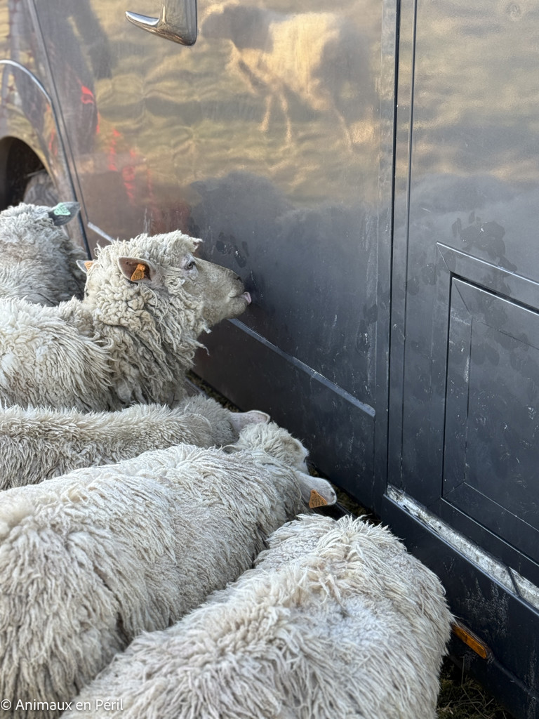 Beauraing : 15 moutons sauvés de la maltraitance extrême grâce à l’intervention de quatre refuges