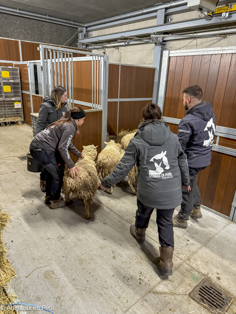 Beauraing : 15 moutons sauvés de la maltraitance extrême grâce à l’intervention de quatre refuges