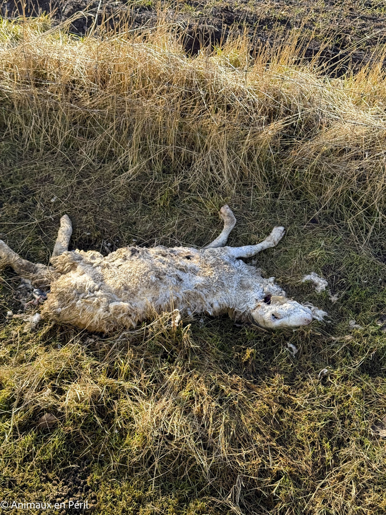 Beauraing : 15 moutons sauvés de la maltraitance extrême grâce à l’intervention de quatre refuges