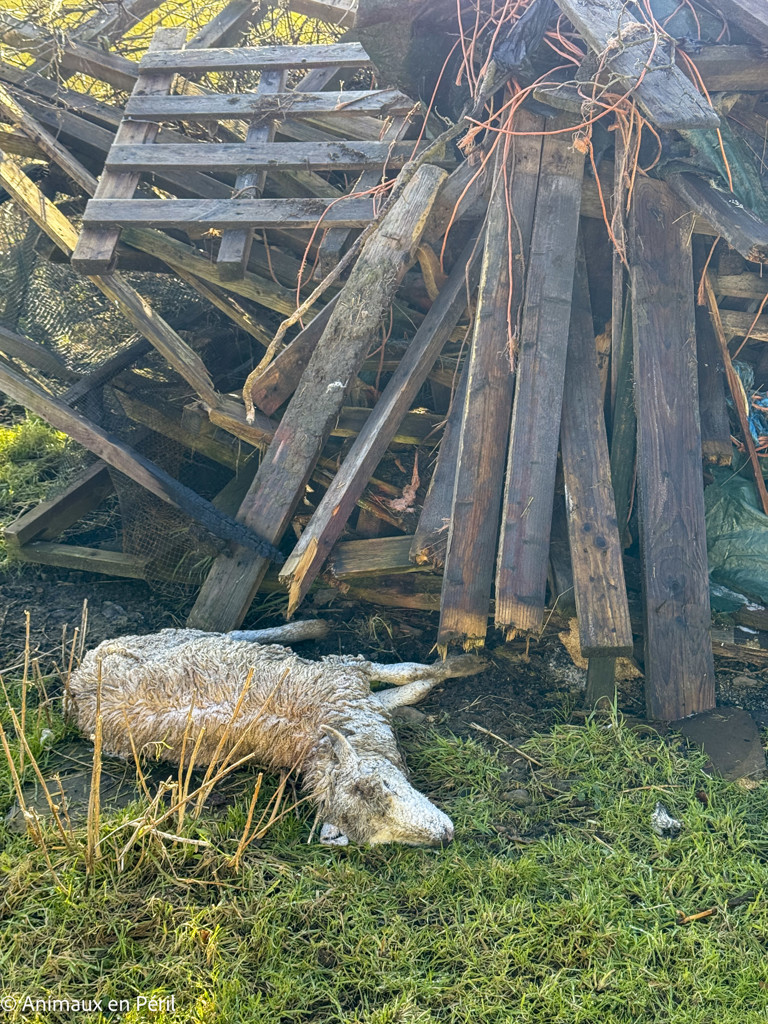 Beauraing : 15 moutons sauvés de la maltraitance extrême grâce à l’intervention de quatre refuges