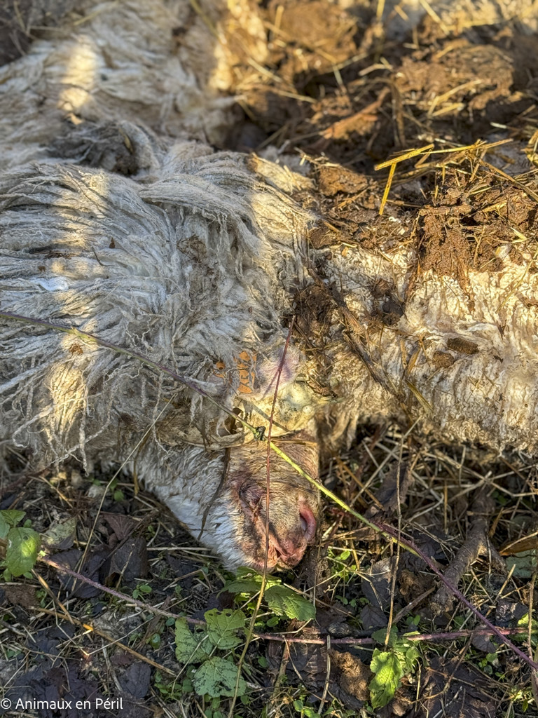 Beauraing : 15 moutons sauvés de la maltraitance extrême grâce à l’intervention de quatre refuges