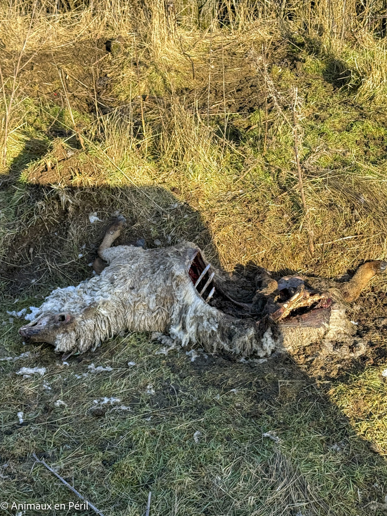 Beauraing : 15 moutons sauvés de la maltraitance extrême grâce à l’intervention de quatre refuges