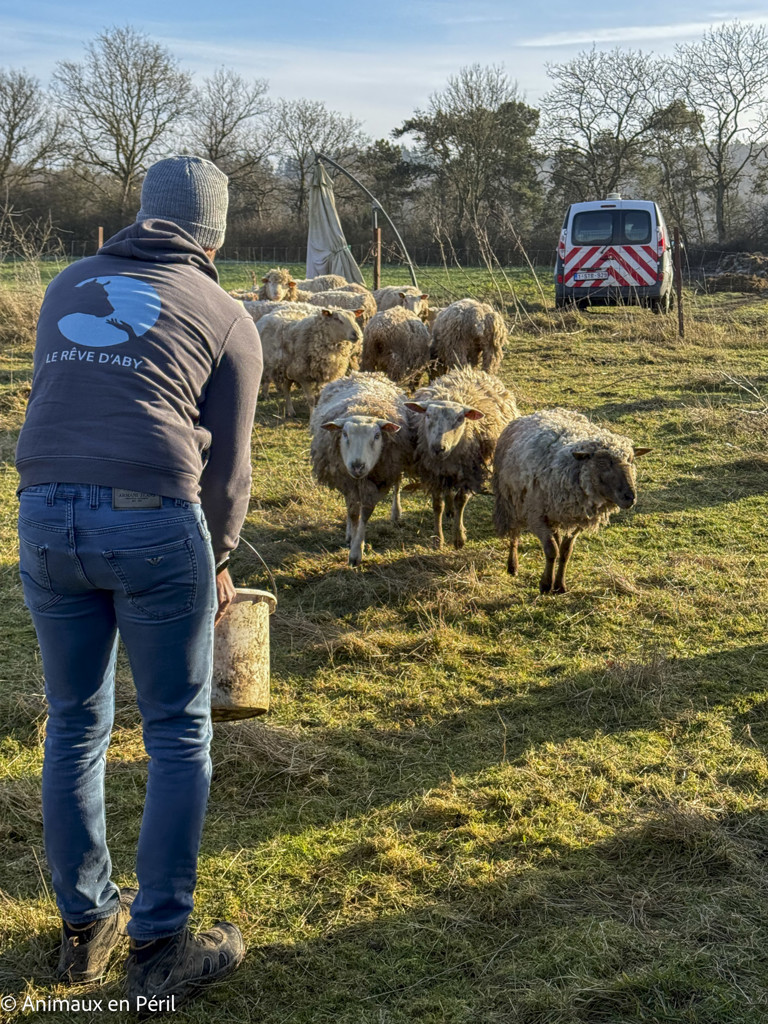 Beauraing : 15 moutons sauvés de la maltraitance extrême grâce à l’intervention de quatre refuges