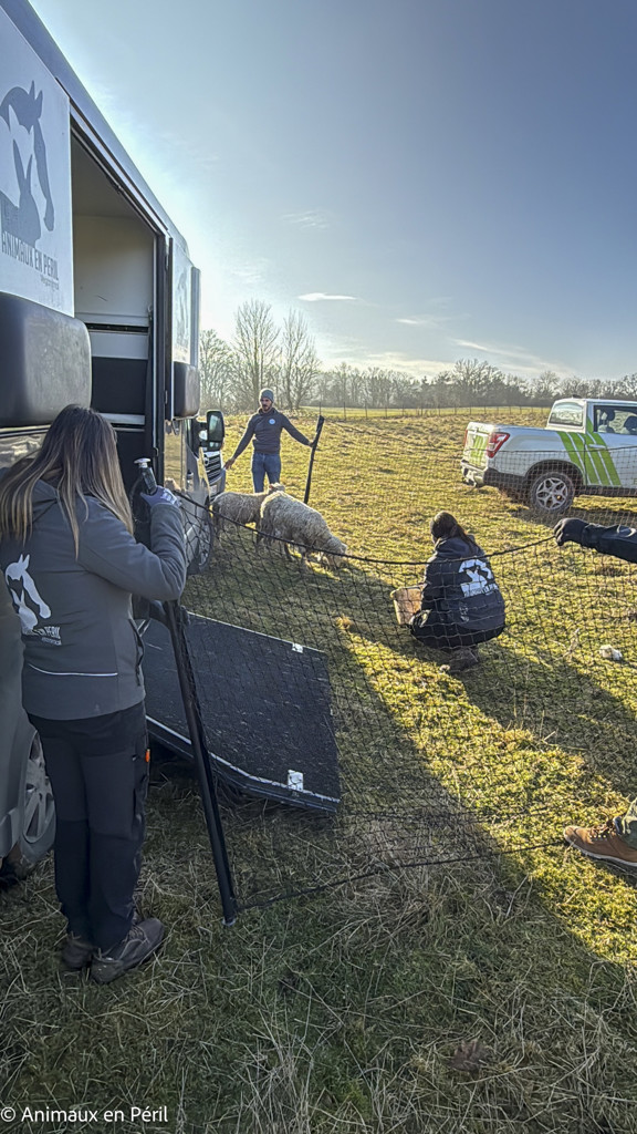Beauraing : 15 moutons sauvés de la maltraitance extrême grâce à l’intervention de quatre refuges