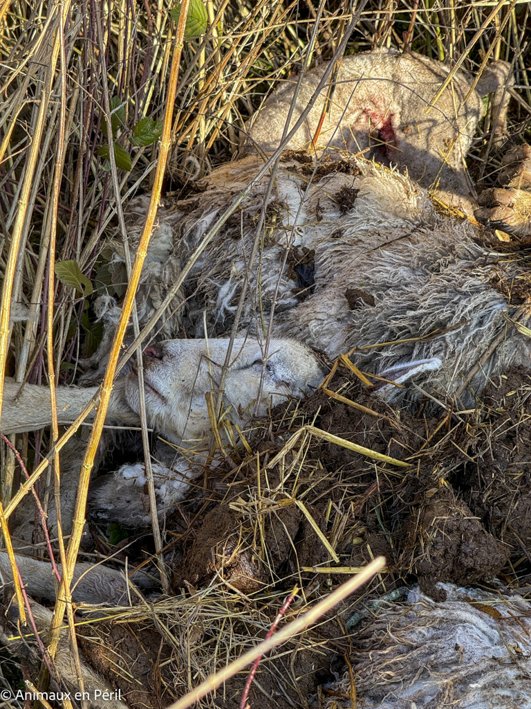 Beauraing : 15 moutons sauvés de la maltraitance extrême grâce à l’intervention de quatre refuges