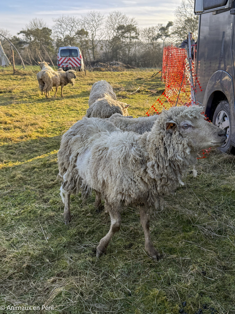 Beauraing : 15 moutons sauvés de la maltraitance extrême grâce à l’intervention de quatre refuges