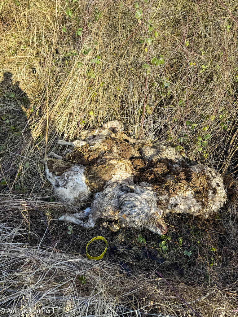 Beauraing : 15 moutons sauvés de la maltraitance extrême grâce à l’intervention de quatre refuges