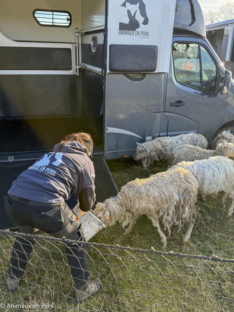 Beauraing : 15 moutons sauvés de la maltraitance extrême grâce à l’intervention de quatre refuges