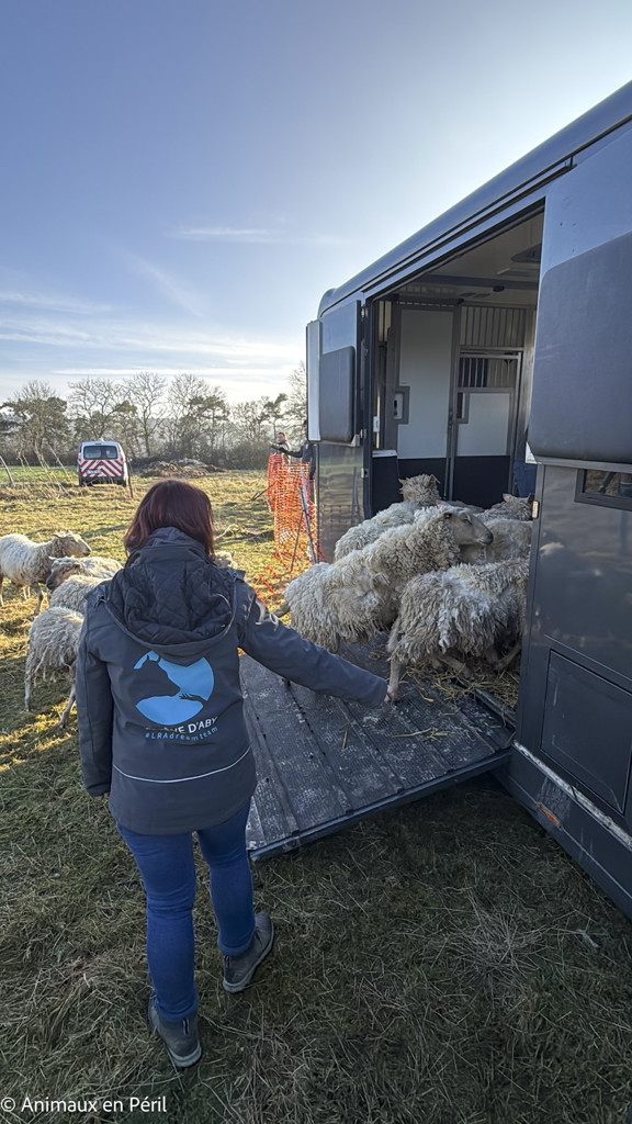Beauraing : 15 moutons sauvés de la maltraitance extrême grâce à l’intervention de quatre refuges