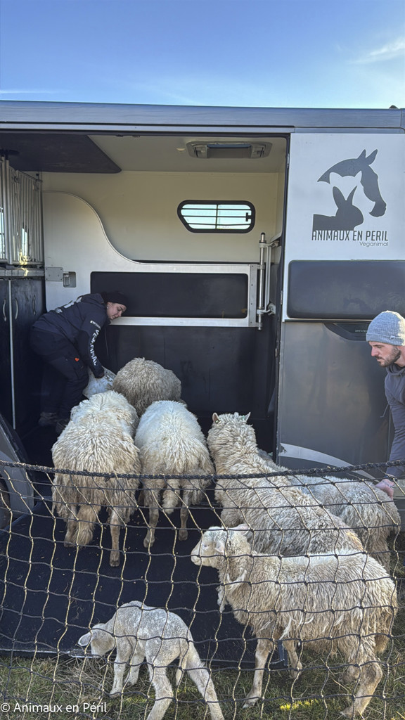 Beauraing : 15 moutons sauvés de la maltraitance extrême grâce à l’intervention de quatre refuges