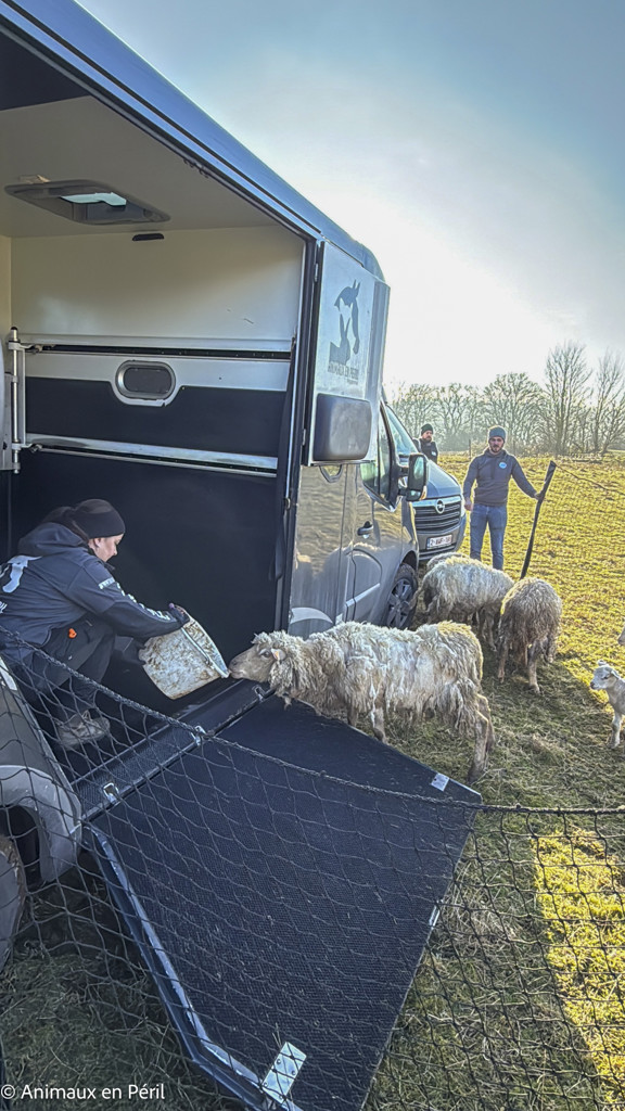 Beauraing : 15 moutons sauvés de la maltraitance extrême grâce à l’intervention de quatre refuges