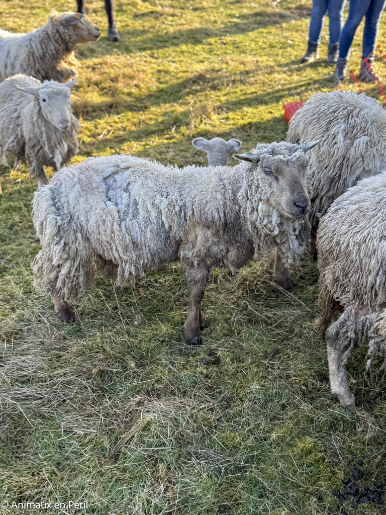 Beauraing : 15 moutons sauvés de la maltraitance extrême grâce à l’intervention de quatre refuges