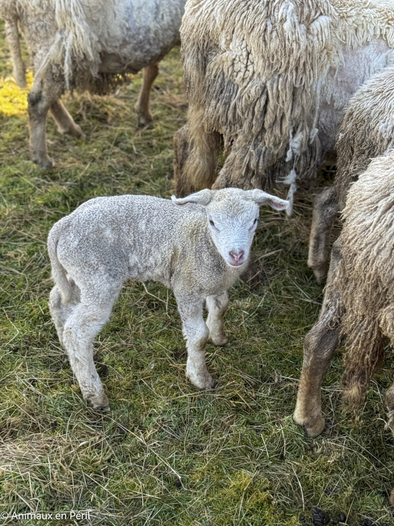 Beauraing : 15 moutons sauvés de la maltraitance extrême grâce à l’intervention de quatre refuges