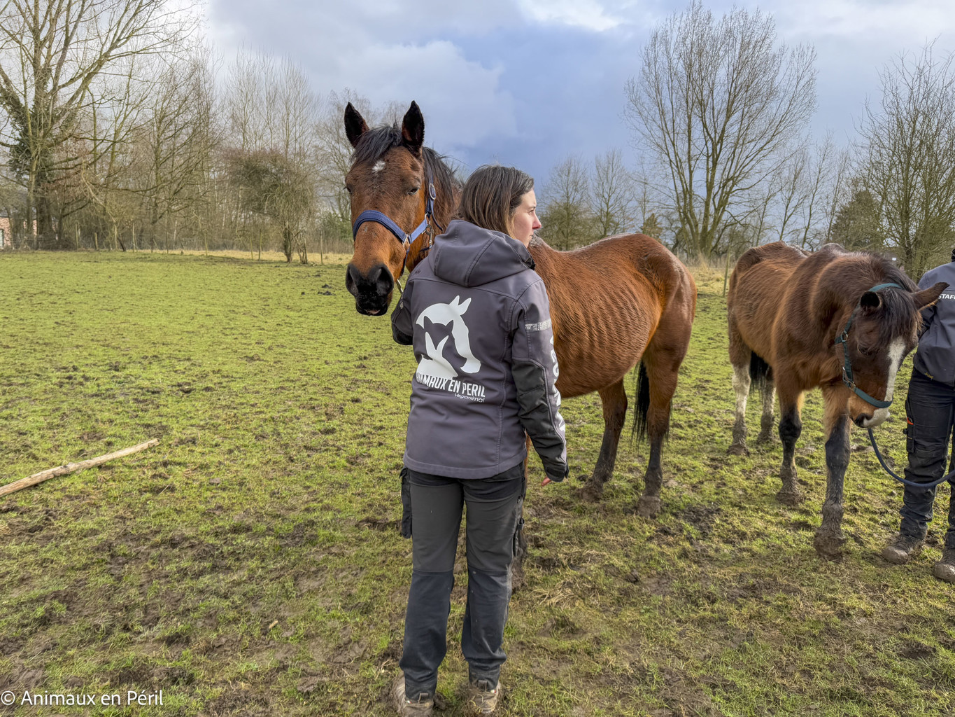 Lessines : sauvetage de 3 chevaux et 6 moutons en détresse