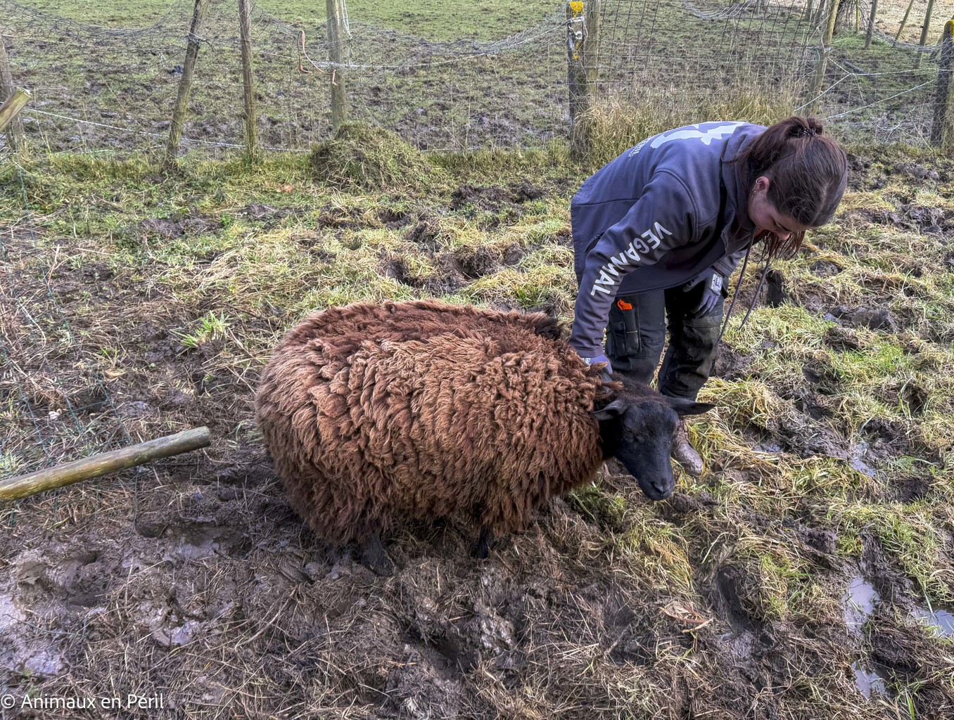 Lessines : sauvetage de 3 chevaux et 6 moutons en détresse